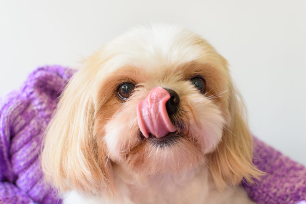 excessive licking in Shih Tzus