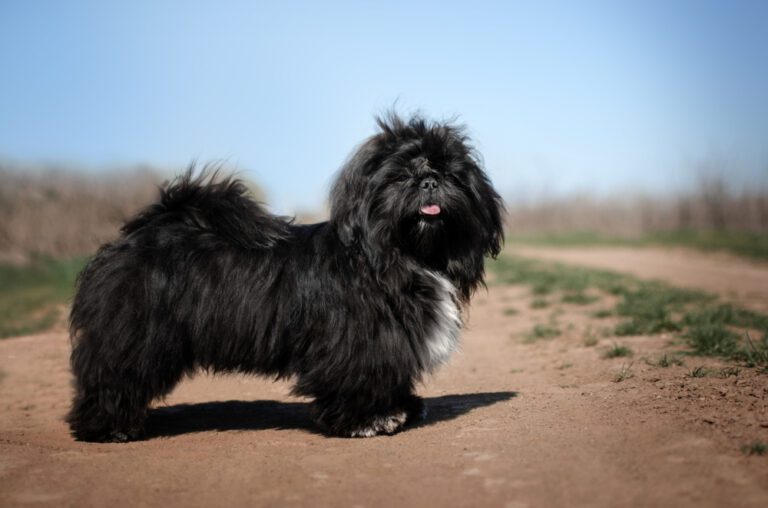 Black Shih Tzu: Everything You Need to Know
