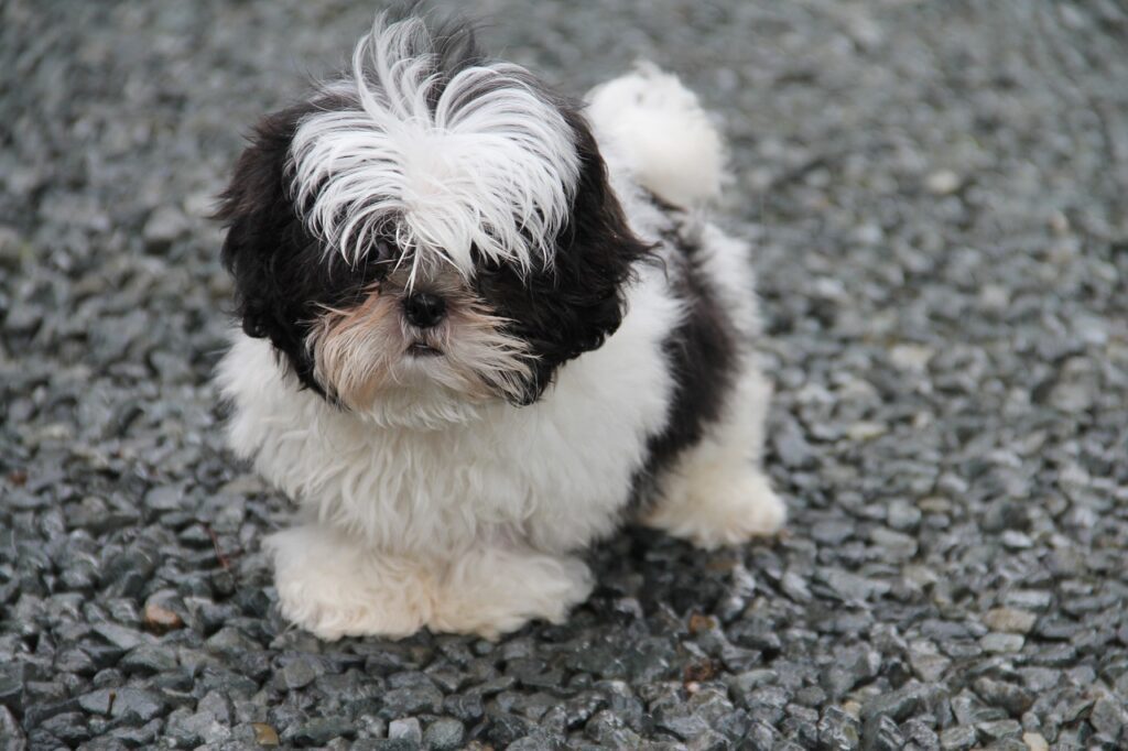 can-2-week-old-puppies-see