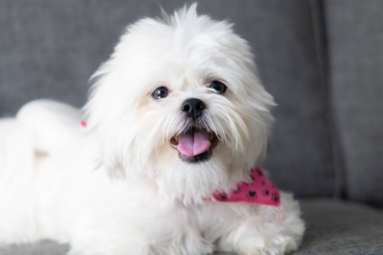 Pure White Shih Tzus: A Guide to their Unique Beauty
