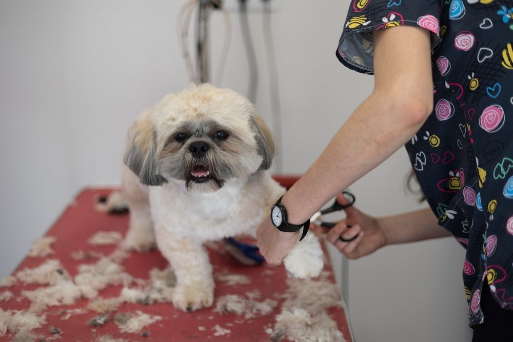 Top 5 summer haircuts for Shih Tzus