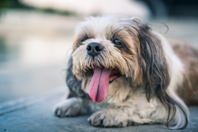 Why is My Shih Tzu Panting? Causes and Solutions