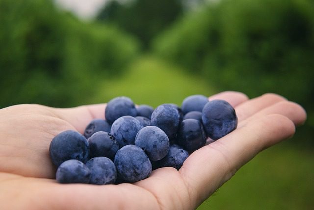 blueberries 6352547 640