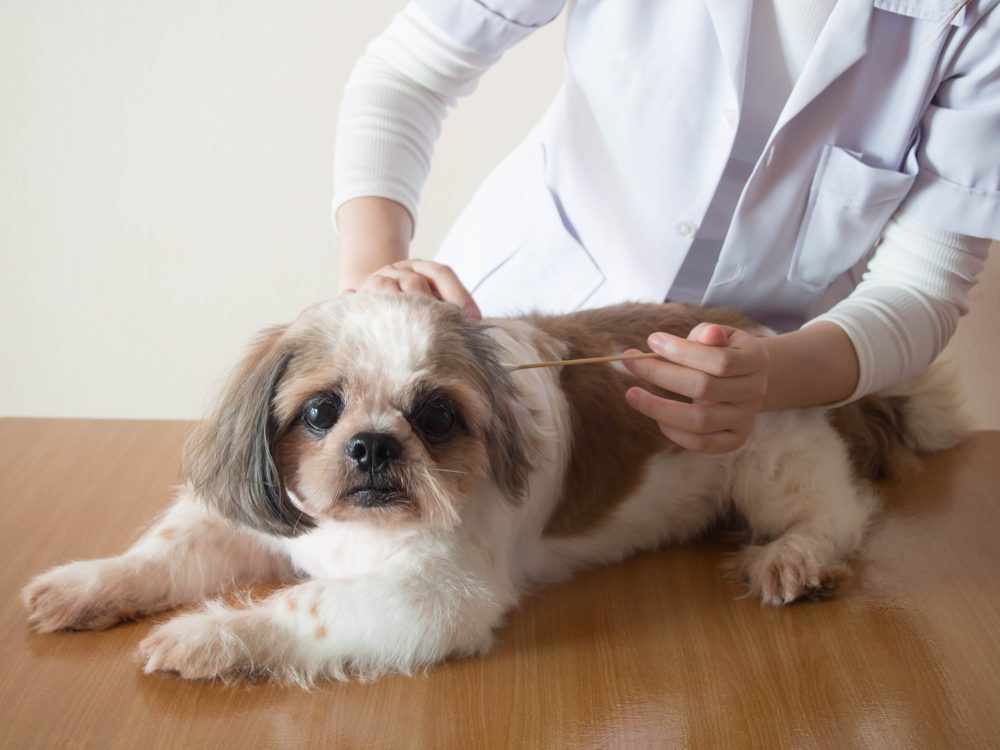 Properly Clean and Care for Your Shih Tzu's Ears