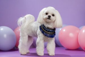 the Perfect Collar for Shih Tzu