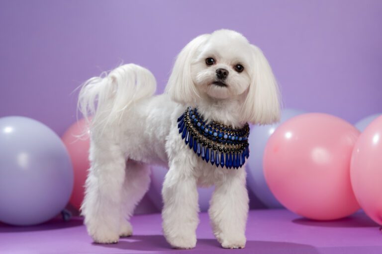 Choosing the Perfect Collar for Shih Tzu: A Complete Guide
