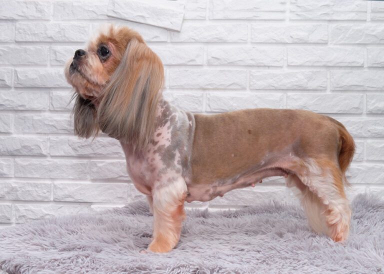 Balding in Shih Tzus: What You Need to Know A Comprehensive Guide