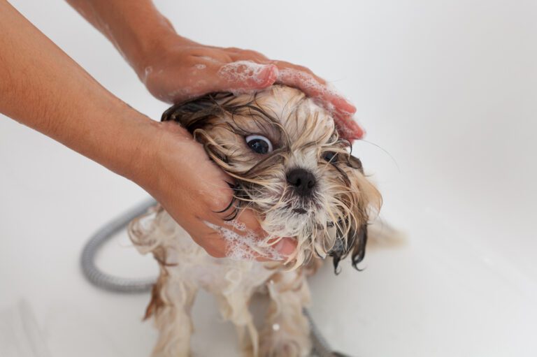Finding the Best Shampoo for Shih Tzu: A Complete Review