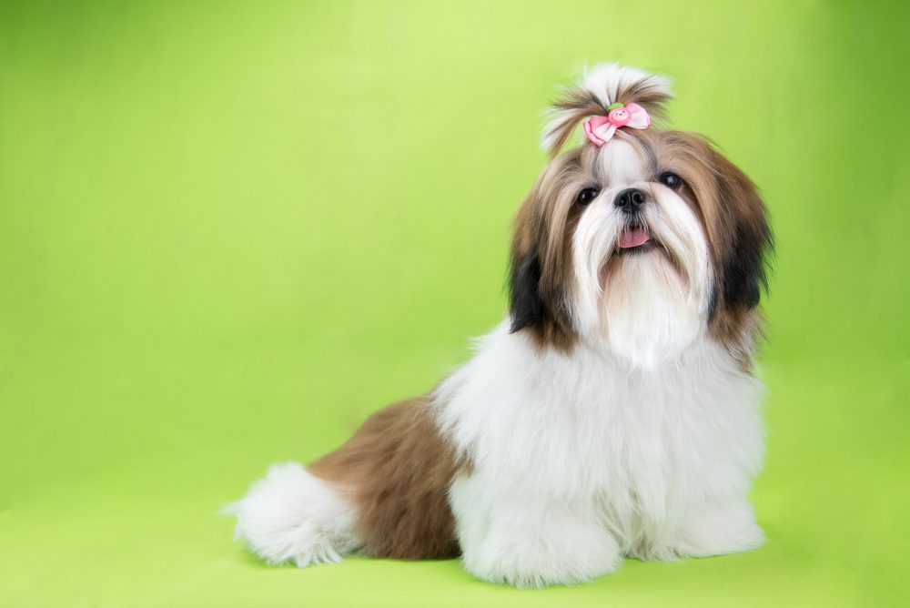 Care Tips for Your Shih Tzu Dry Skin