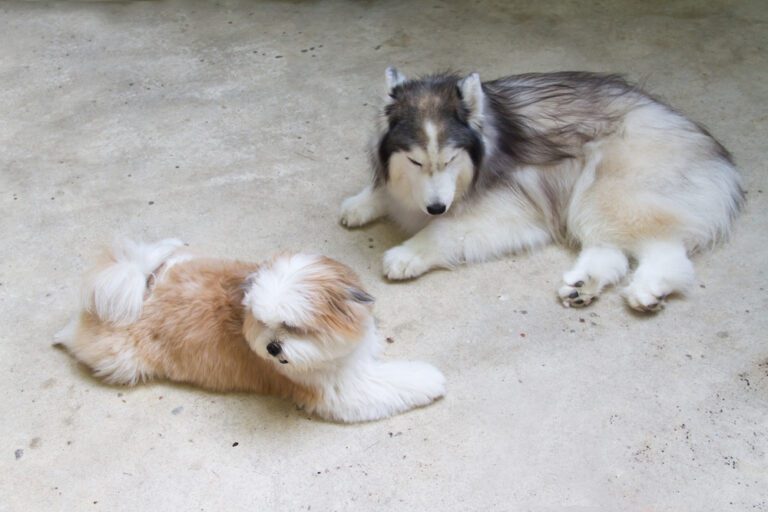 Husky Shih Tzu Mix Puppies: Fantastic Blend of Breeds