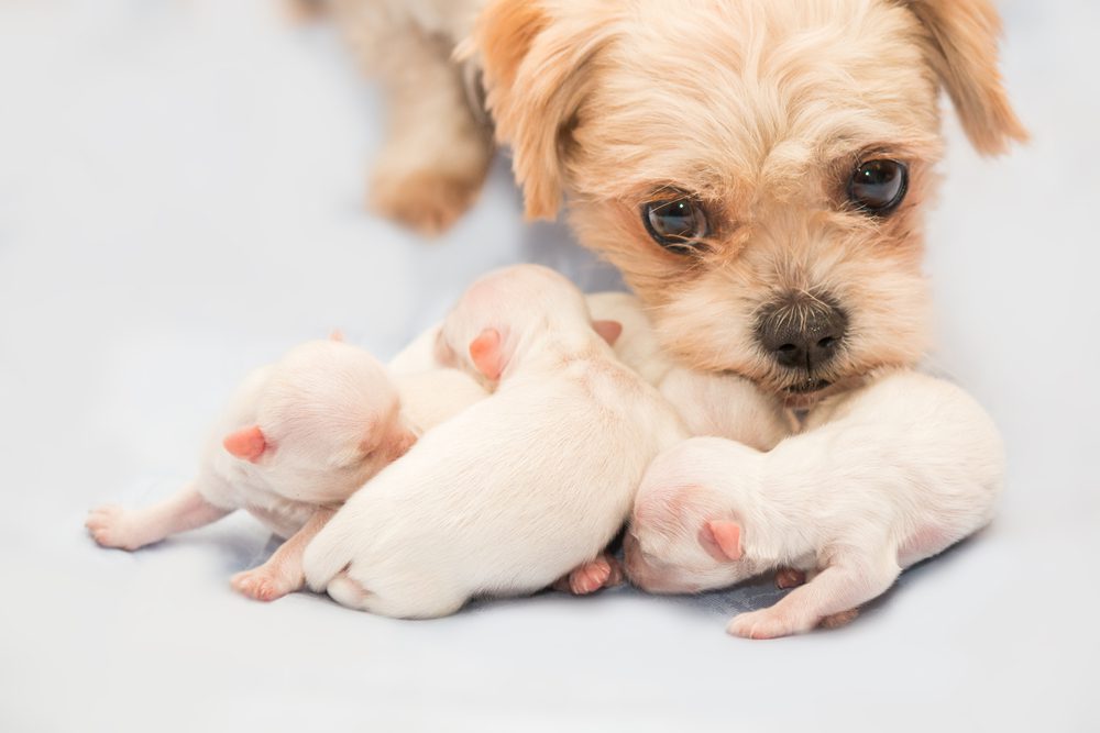 Shih Tzu Newborn Puppies