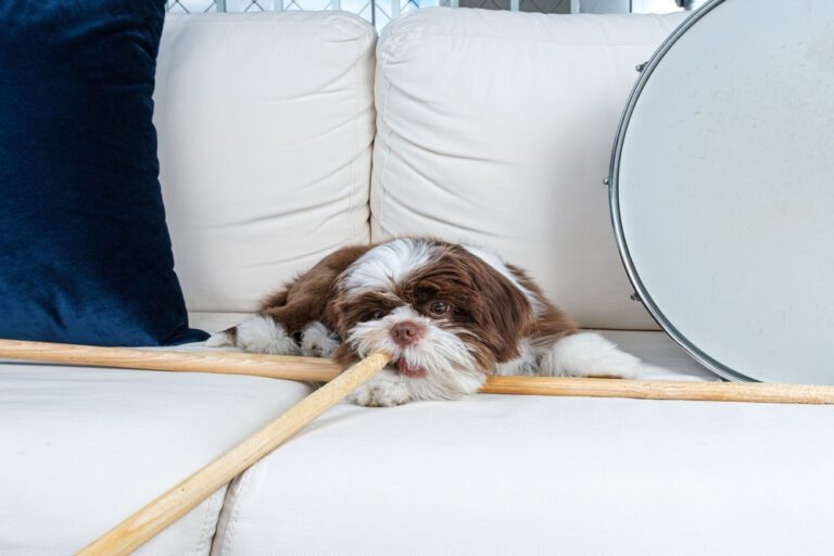 Mastering Shih Tzu Nipping: Tips and Tricks for a Well-Behaved Pup