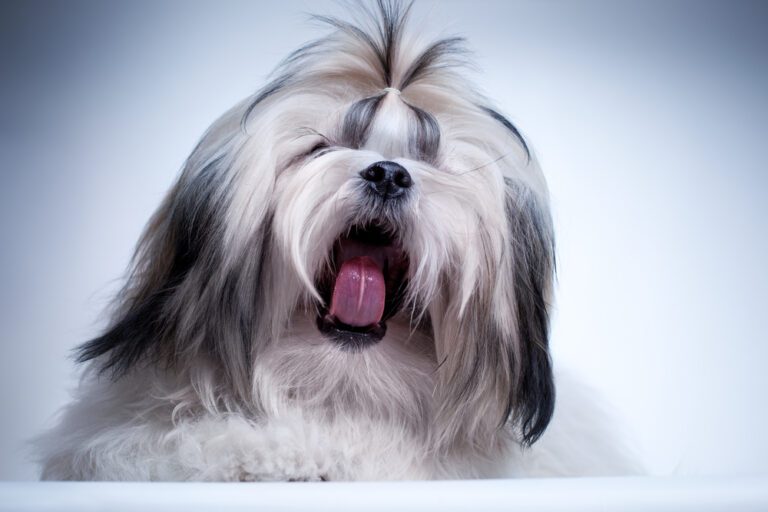 Shih Tzu Screaming: What You Can Do About It? Unveiling the Mystery