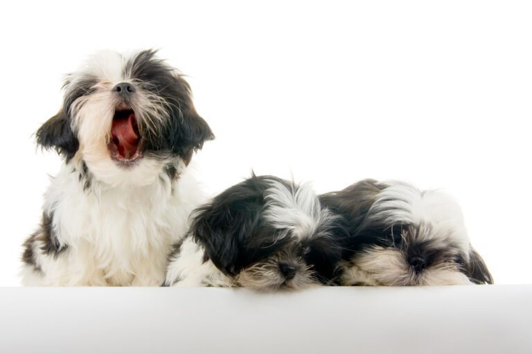 Shih Tzu Yawns: What Does Your Dog’s Yawning Mean?