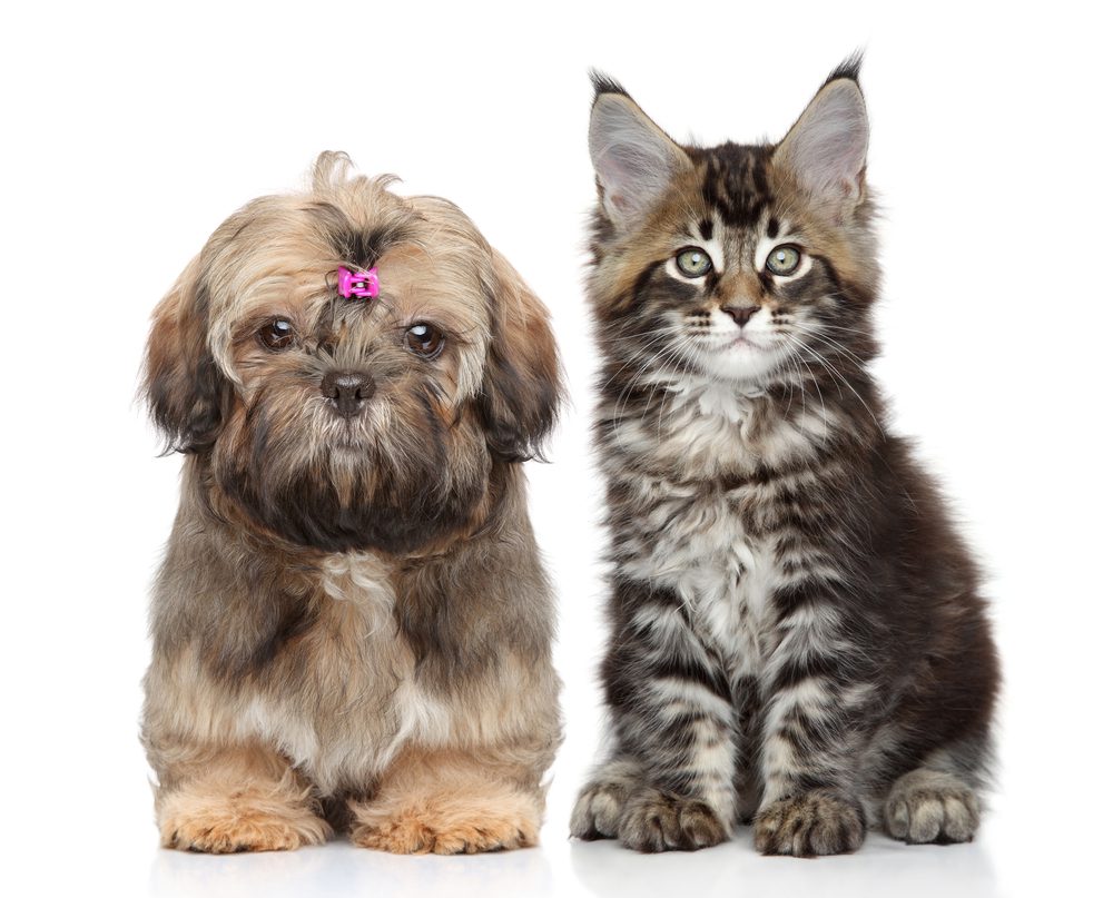 Shih Tzus and Cats