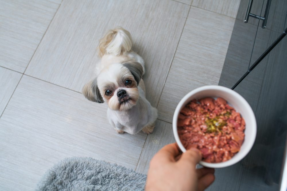 how much should your shih tzu eat daily