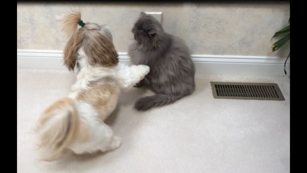 Shih Tzu and a grey cat meeting on a tiled floor