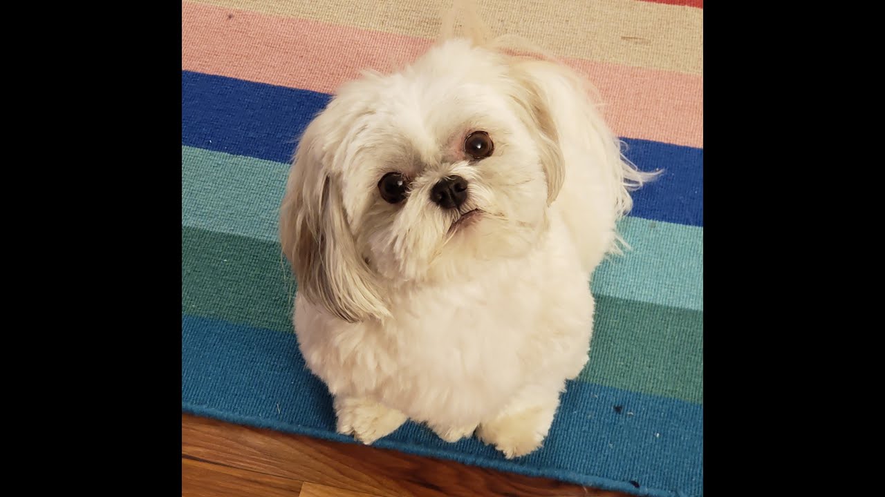 Fluffy cream Shih Tzu sitting on a striped rug and looking up at the camera