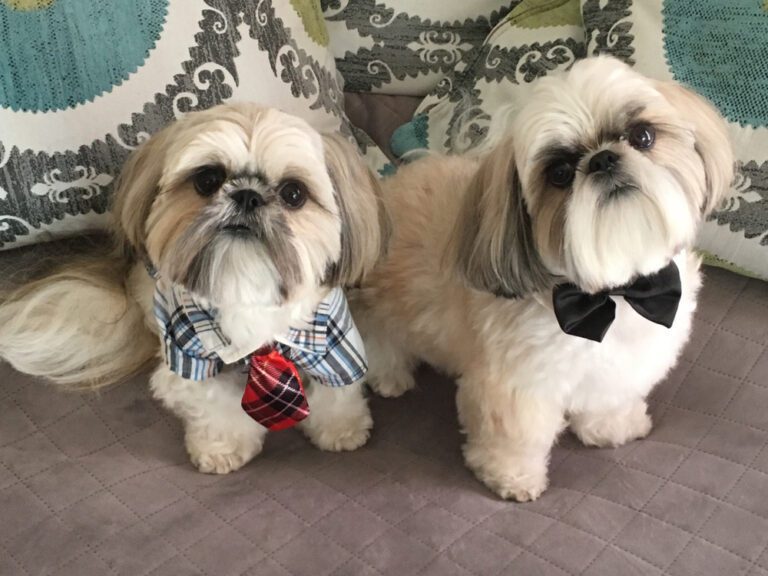 Are Shih Tzu’s Really Double Coated? The Truth About Shih Tzu
