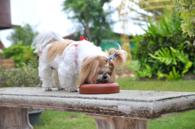 Can Shih Tzu Eat Rice? The Ultimate Guide