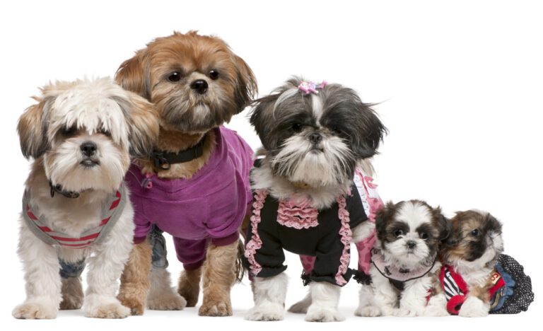 Unveiling the Charm of Famous Shih Tzus: A Comprehensive Guide