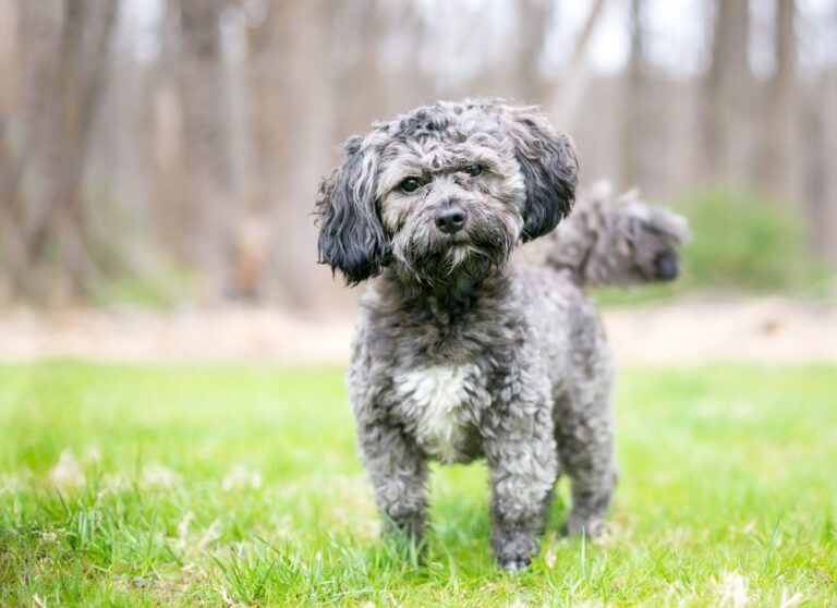 Havanese Shih Tzu Mix The Perfect Breed: Unveiling the Secrets