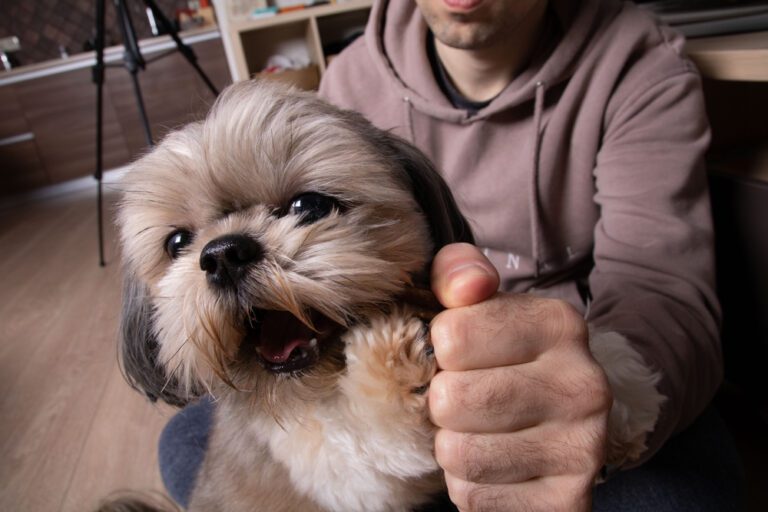 How to Prevent Shih Tzu Attacks? The Importance of Proper Training