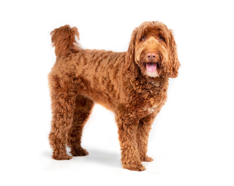 Labradoodle Shih Tzu Mix: A Comprehensive Guide to a Fluffy Blend of Charm