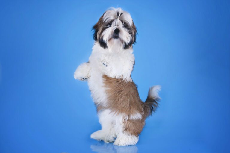Decoding the Language of Shih Tzus: A Comprehensive Guide