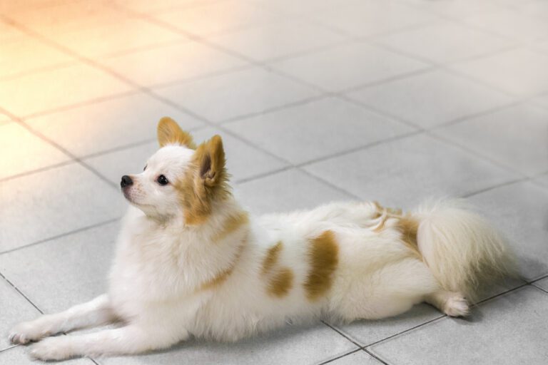 Pomeranian Shih Tzu Puddle Mix: The Ultimate Guide
