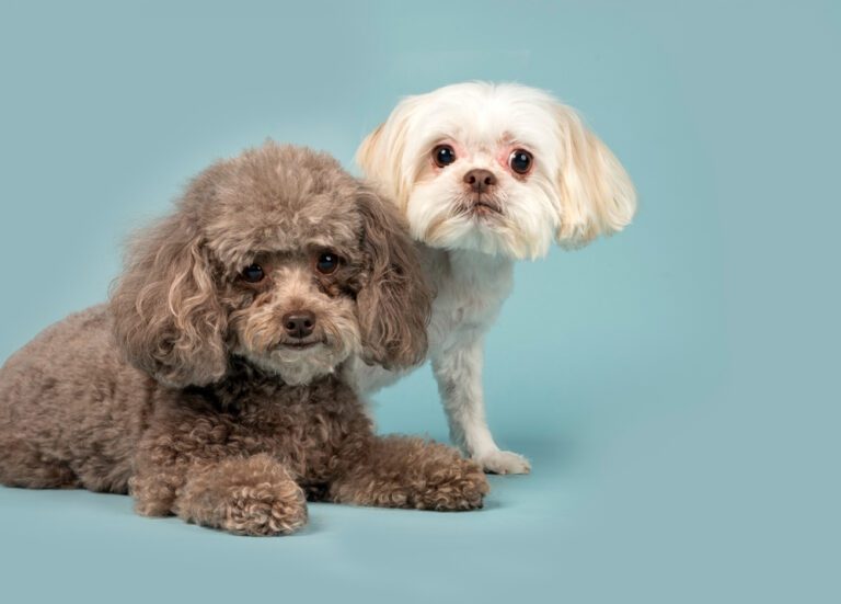 The Shih Tzu Cockapoo: An Expert Guide to the Adorable Hybrid Breed