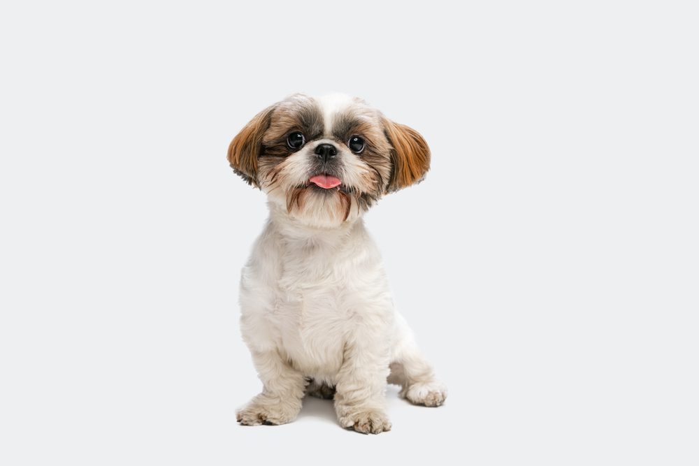 The Impact of Cancer in Shih Tzus