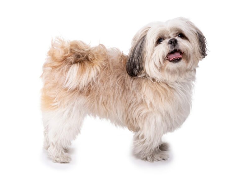 Why Shih Tzu’s Considered the Worst Dogs: The Real Truth About Shih Tzu