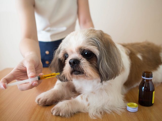 A Shih Tzu puppy is getting his vaccine from vet.