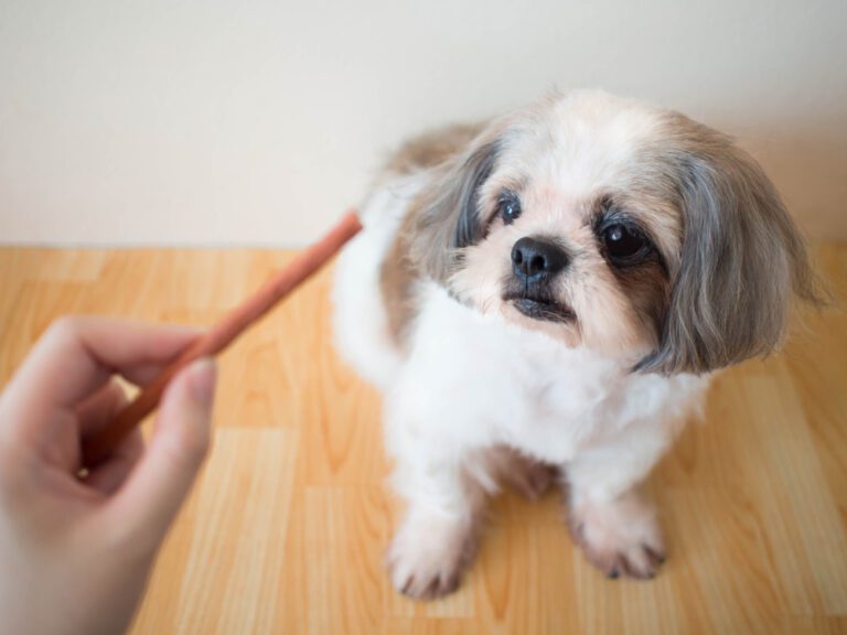 Feeding Shih Tzu Puppies: The Ultimate Guide