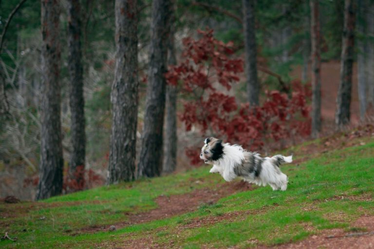 The Science Behind Shih Tzu Jumping: A Professional Analysis