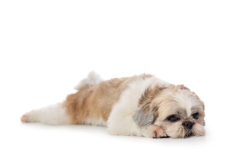 Yeast Infections In Shih Tzus: A Comprehensive Guide