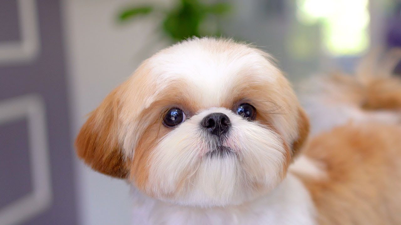 Close-up of a gold and white Shih Tzu puppy with dark eyes and a fluffy coat