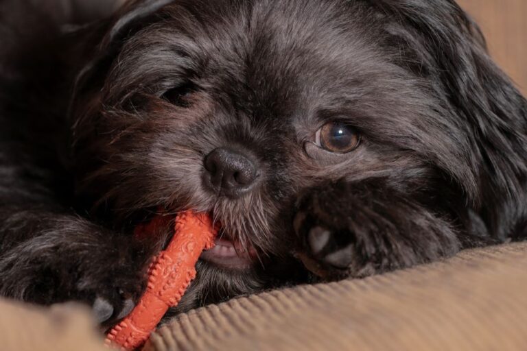 Best Chew Toys for Shih Tzu Puppies: 2024 Top Picks