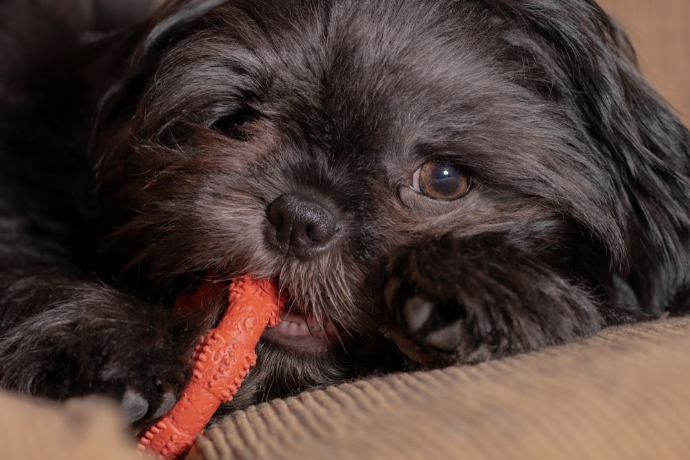 Best Chew Toys for Shih Tzu Puppies