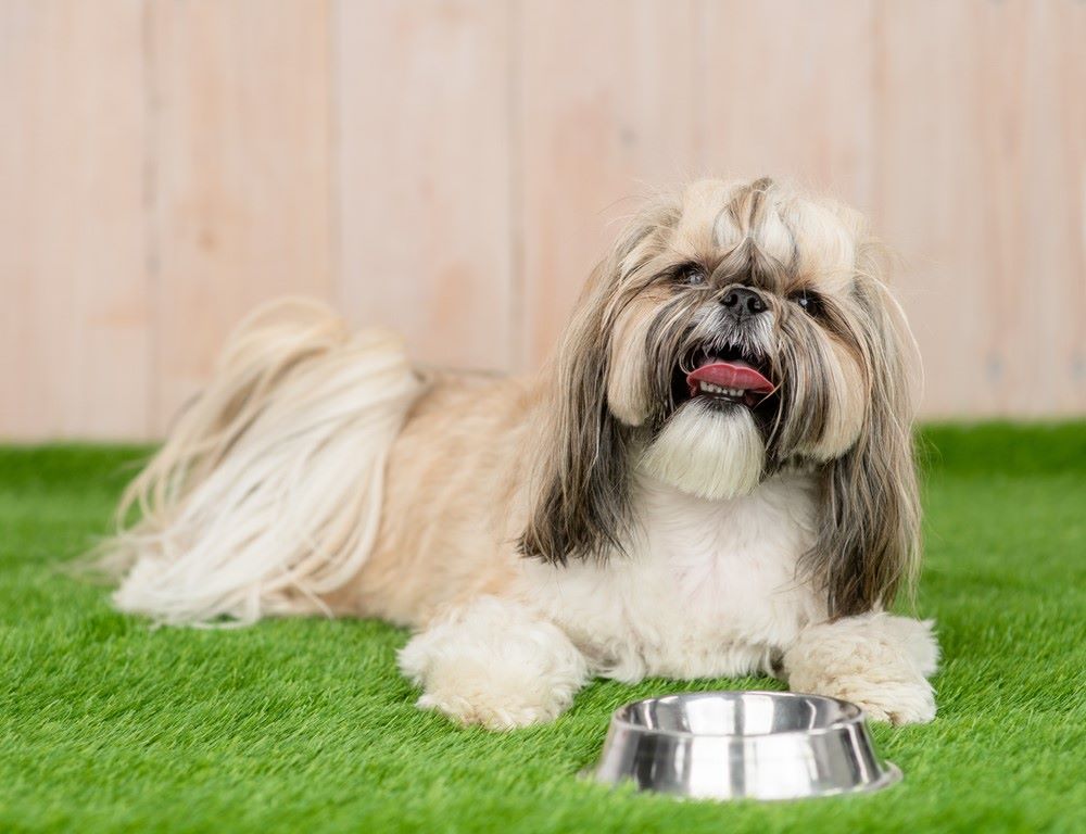 Best Dog Food for Shih Tzu with Allergies
