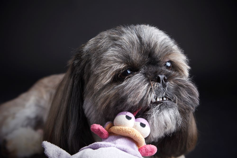 chew toys for shih tzu puppies