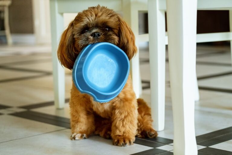 Best Dog Food for Shih Tzu with Sensitive Stomach