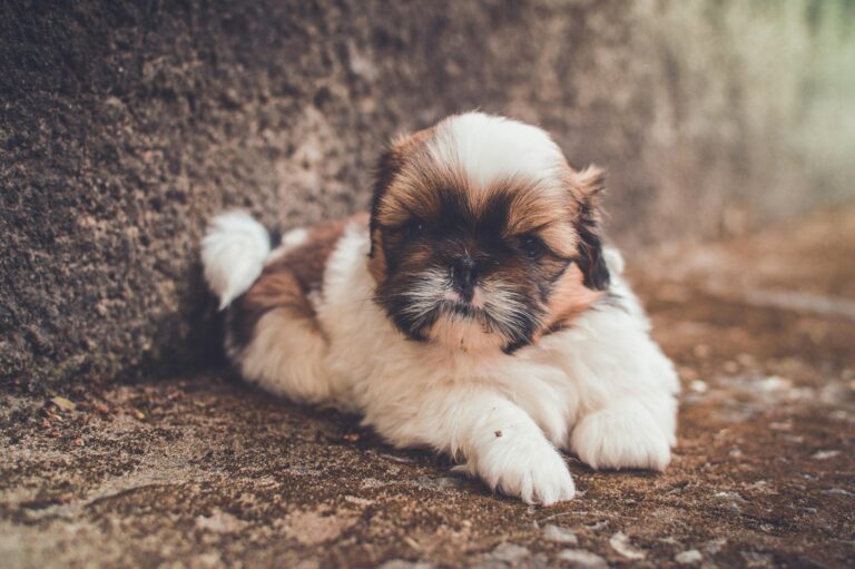When Do Shih Tzu Puppies Calm Down: A Comprehensive Guide