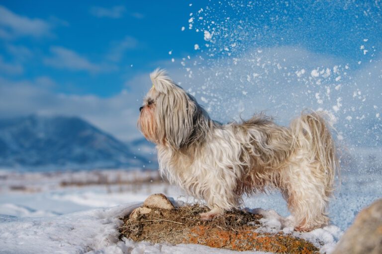5 Reasons Shih Tzus Are Obsessed with Snow