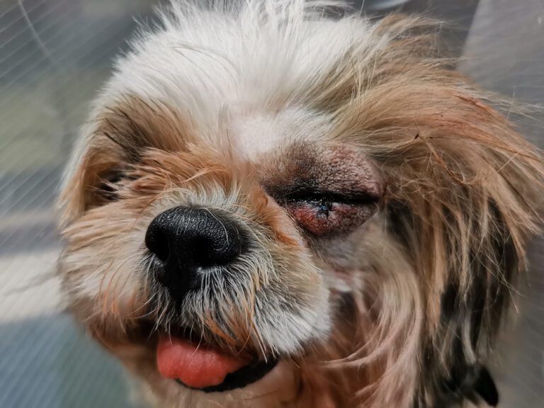 Shih Tzu Eye Boogers: Effective Solutions for Clear and Bright Eyes