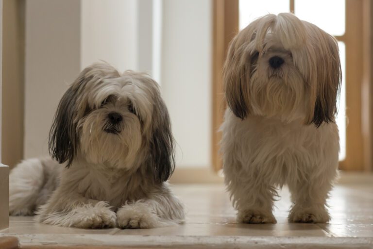 When is the Right Time to Stud Your Shih Tzu?