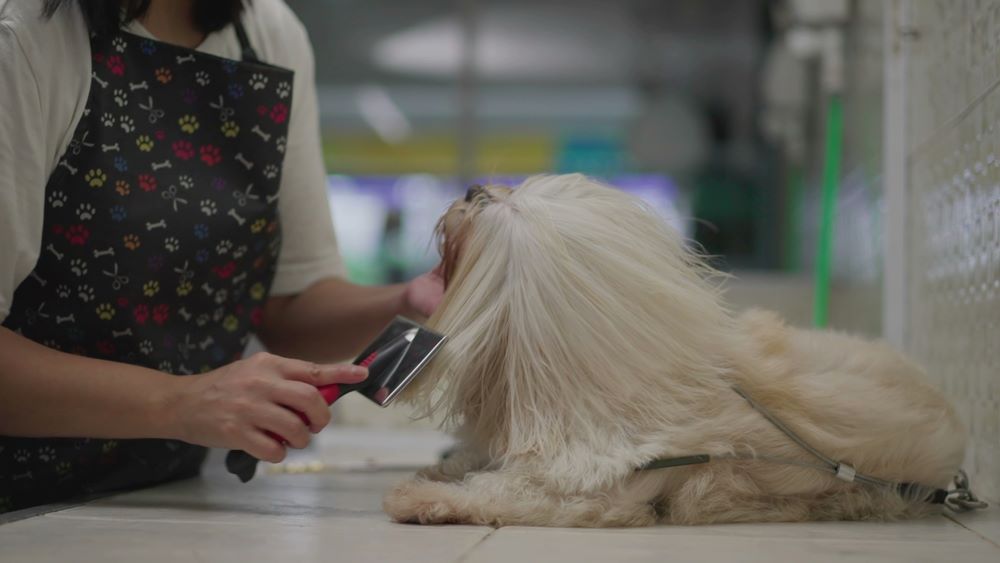 Finding out best brushes for Shih Tzus in 2024