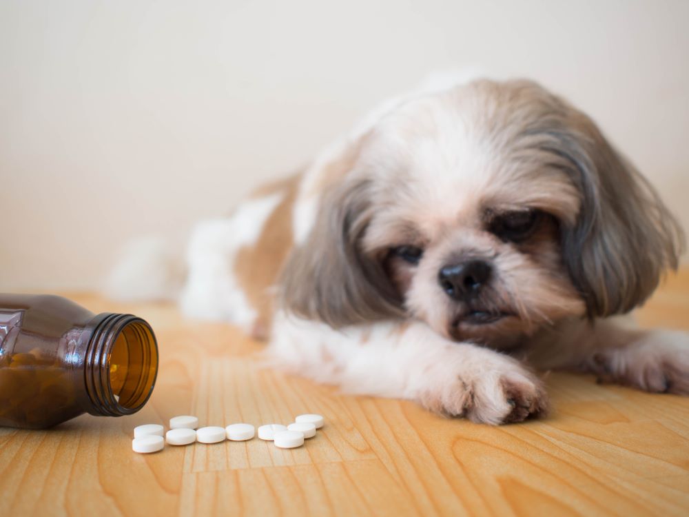 Regular vet checkups are important to diagnose common health disorders in shih tzus