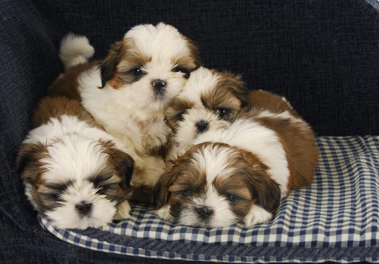 Litter of brown and white Shih Tzu puppies sleeping together in a dog bed